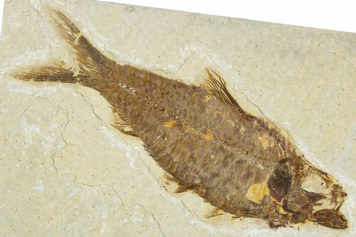 Detailed Fossil Fish (Knightia) - Wyoming #340773